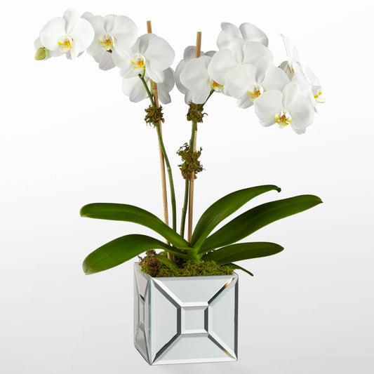 Elegant Impression Luxury Orchid