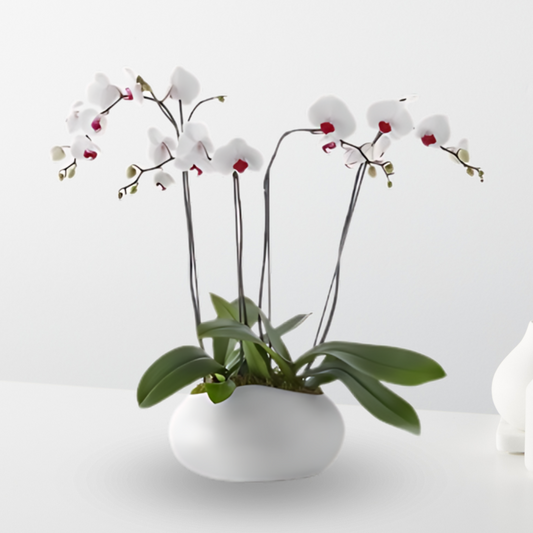Deluxe Orchid Planter